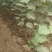 梓树苗