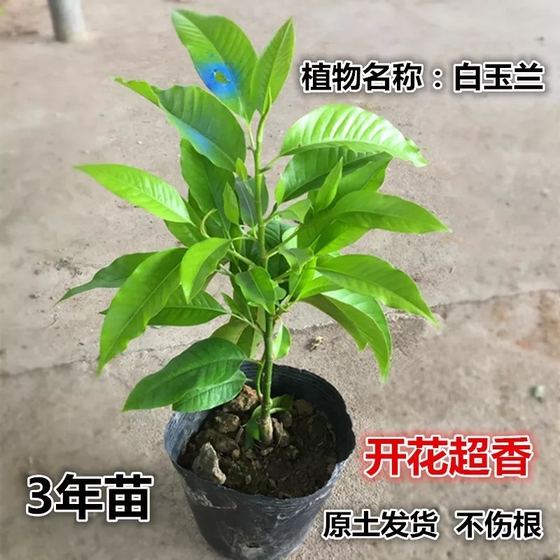 白兰花树苗室内植物白玉兰盆栽带花苞四季开花庭院绿植黄角兰