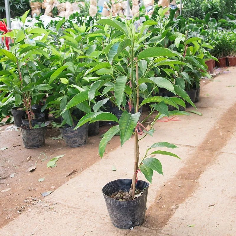 白兰花树苗室内植物白玉兰盆栽带花苞四季开花庭院绿植黄角兰