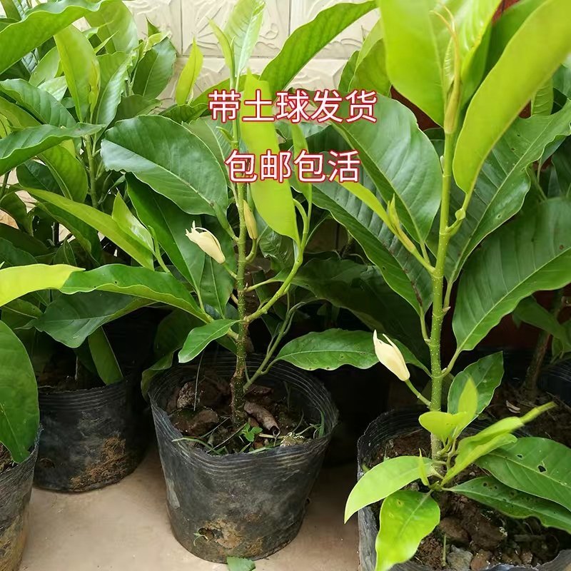 白兰花树苗室内植物白玉兰盆栽带花苞四季开花庭院绿植黄角兰