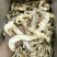 云南香格里拉野生松茸干片