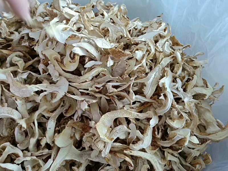 云南香格里拉野生松茸干片