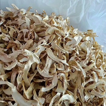 云南香格里拉野生松茸干片