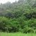 果园山地承包500亩10-20年