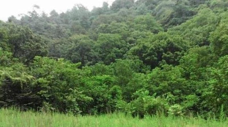 果园山地承包500亩10-20年