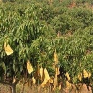 山地热带水果甘蔗种植地500亩承包