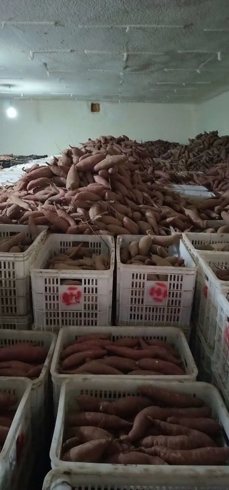 既薯26