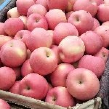 河北保定顺平红富士苹果上市中