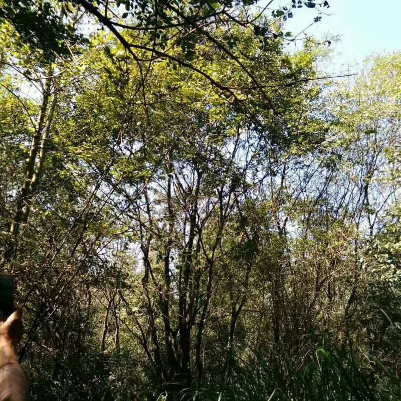 丛生朴树生货大量供应