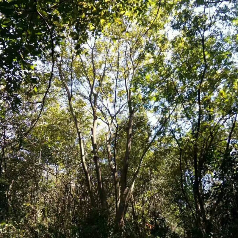 丛生朴树生货大量供应