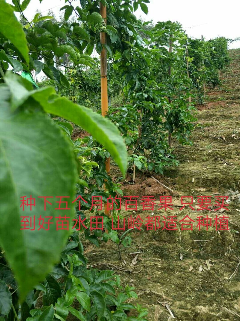 满天星百香果苗可视频看货支持线上交易产地直销