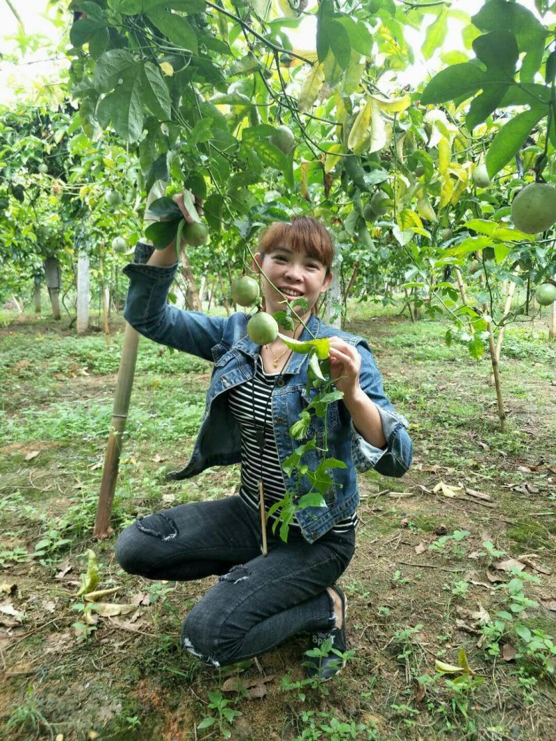 满天星百香果苗可视频看货支持线上交易产地直销