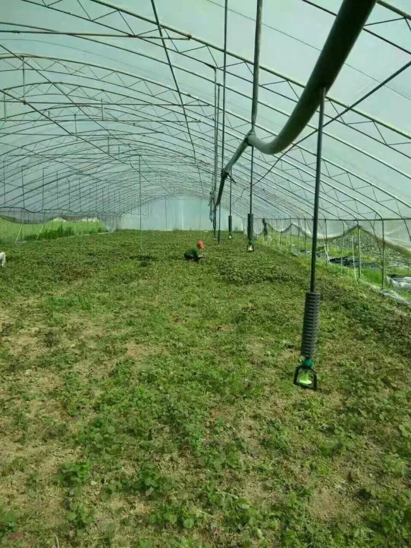滴管喷灌水肥一体化配件供应地插吊挂实体加工厂