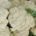 徐州沛县张陆白面青梗松花菜