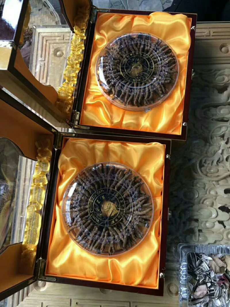 野生冬虫夏草