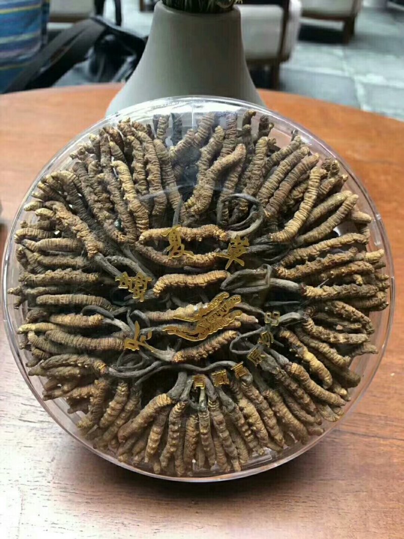 野生冬虫夏草