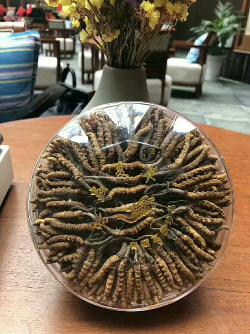 野生冬虫夏草