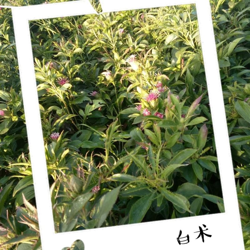 白术芽子