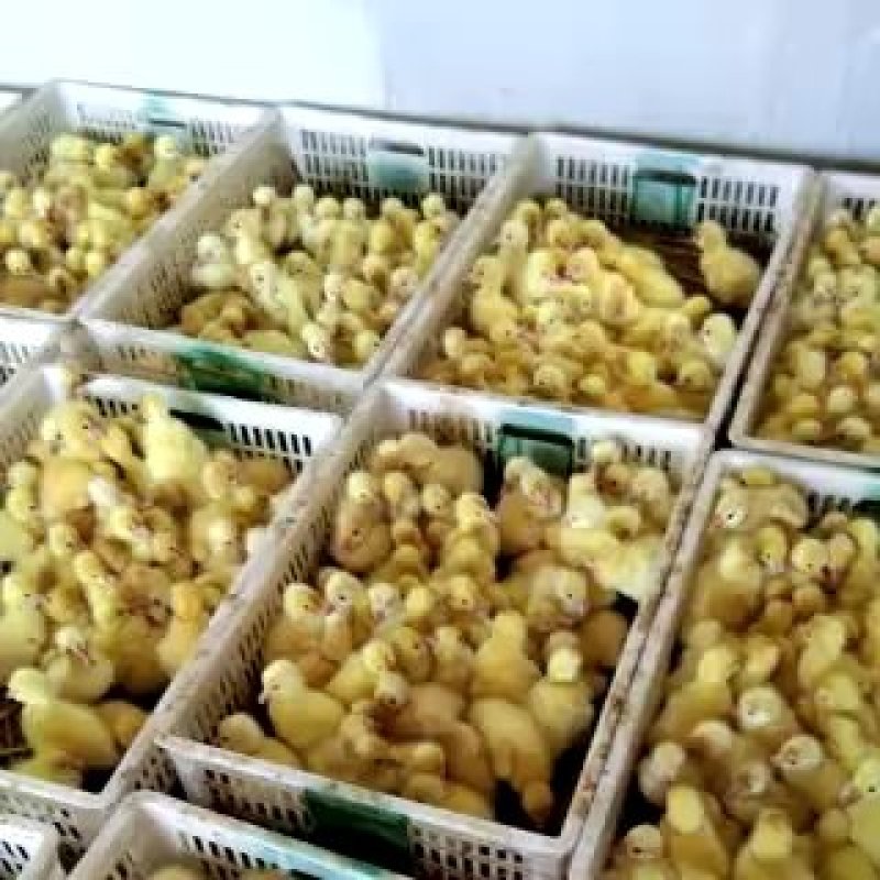大三花