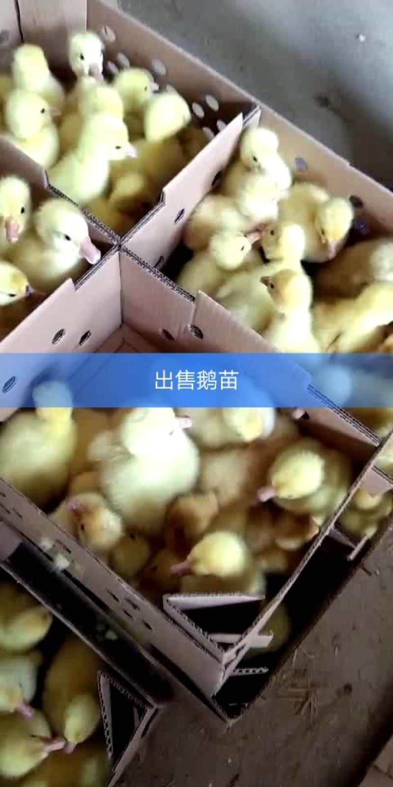 大三花