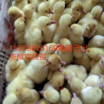 大三花