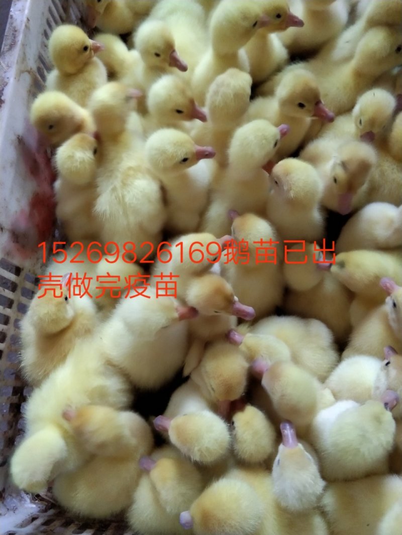 大三花