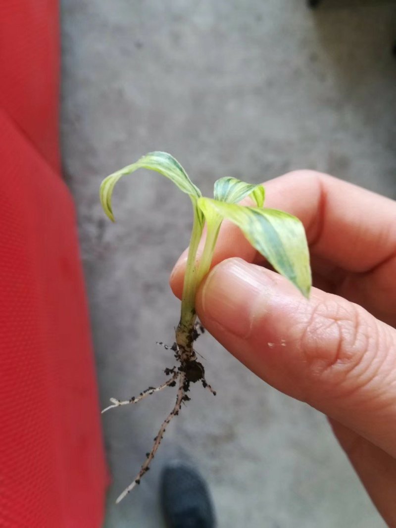 花叶良姜播种苗