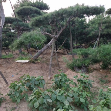造型景观树
