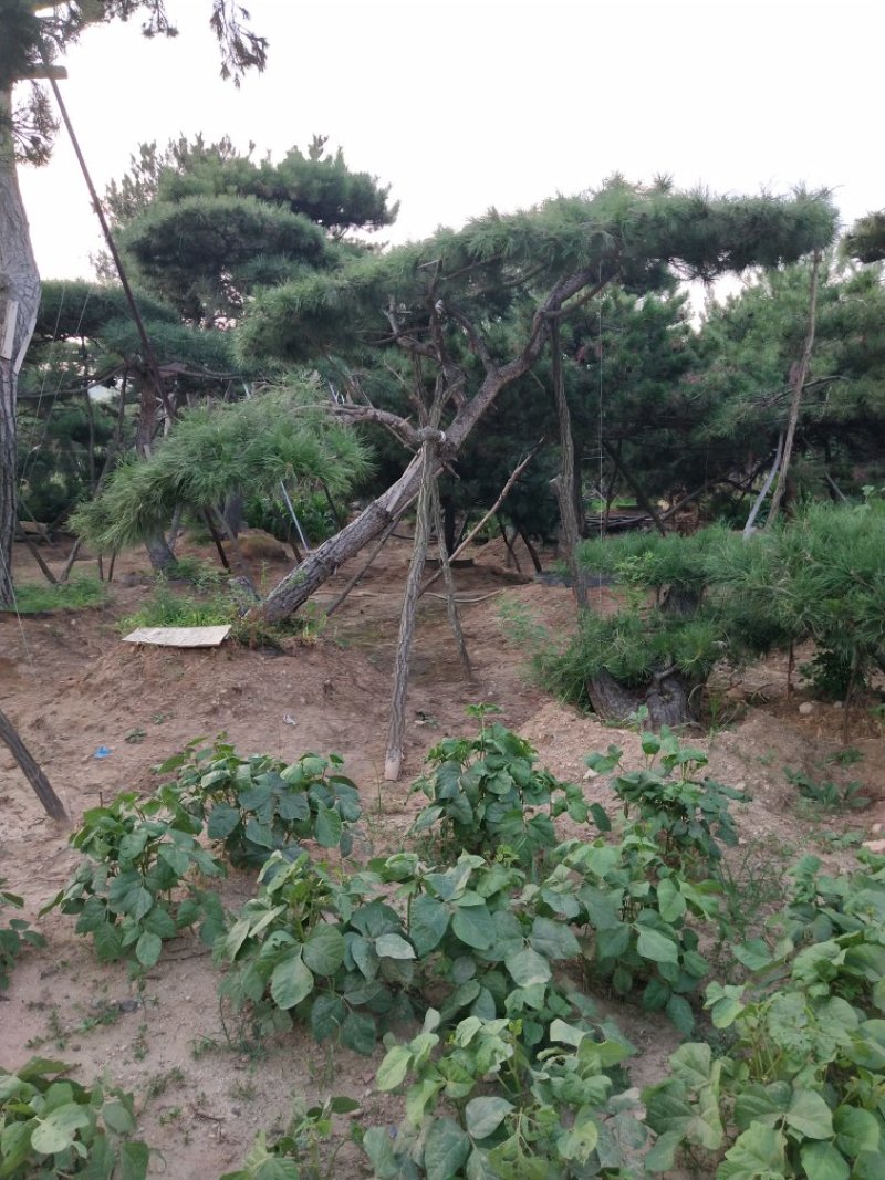 造型景观树