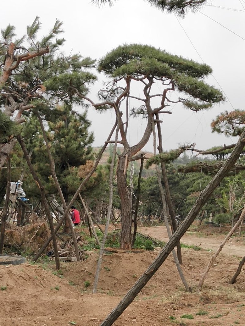 造型景观树