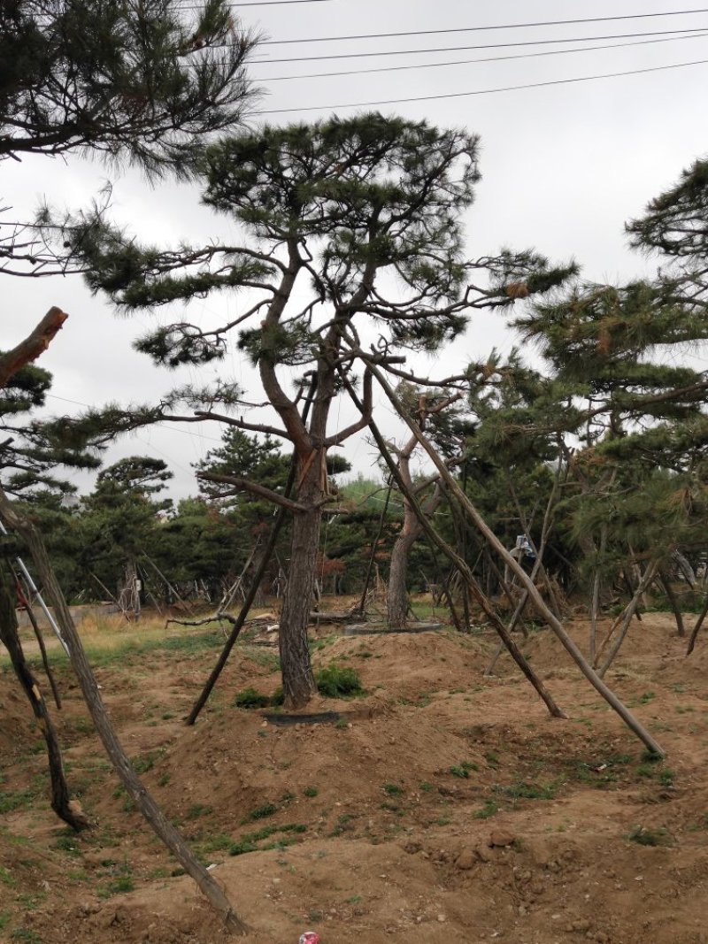 造型景观树