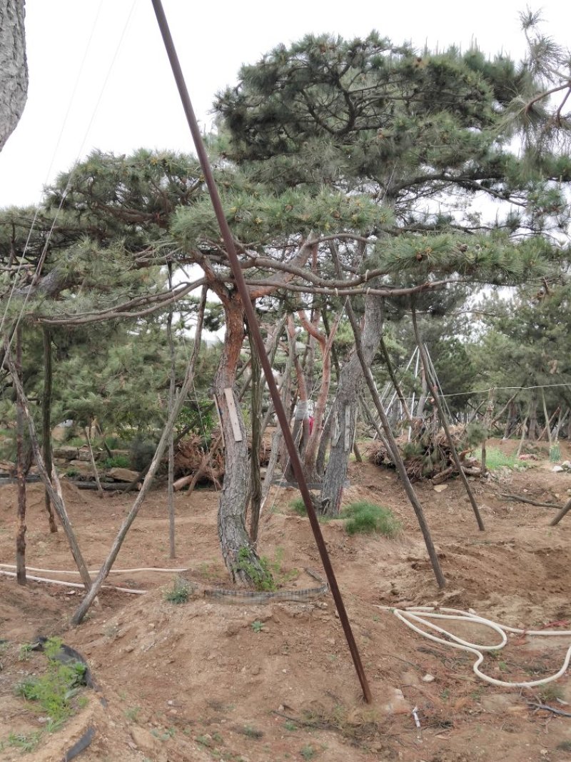 造型景观树