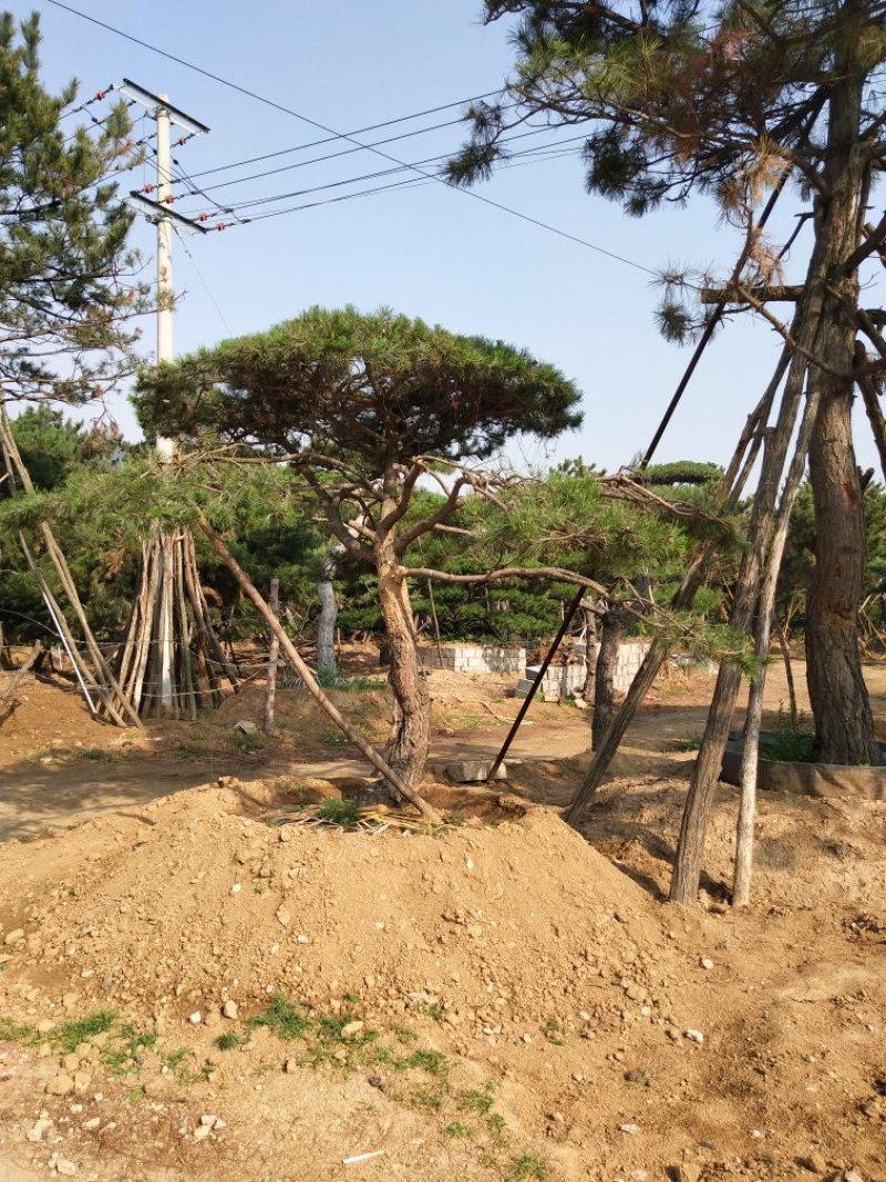 造型景观树