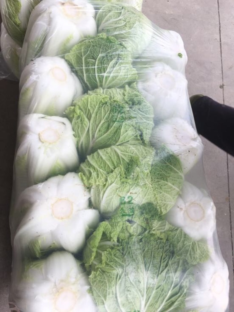 【源头商家】白菜大量上市源头商家一手货源商超品质