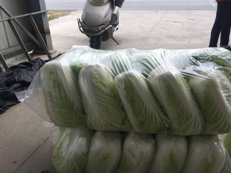 【源头商家】白菜大量上市源头商家一手货源商超品质