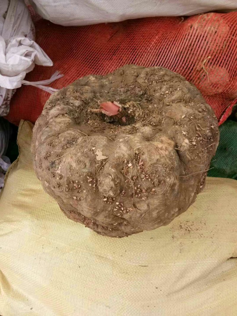 商品魔芋高原隔离无公害农副产品食