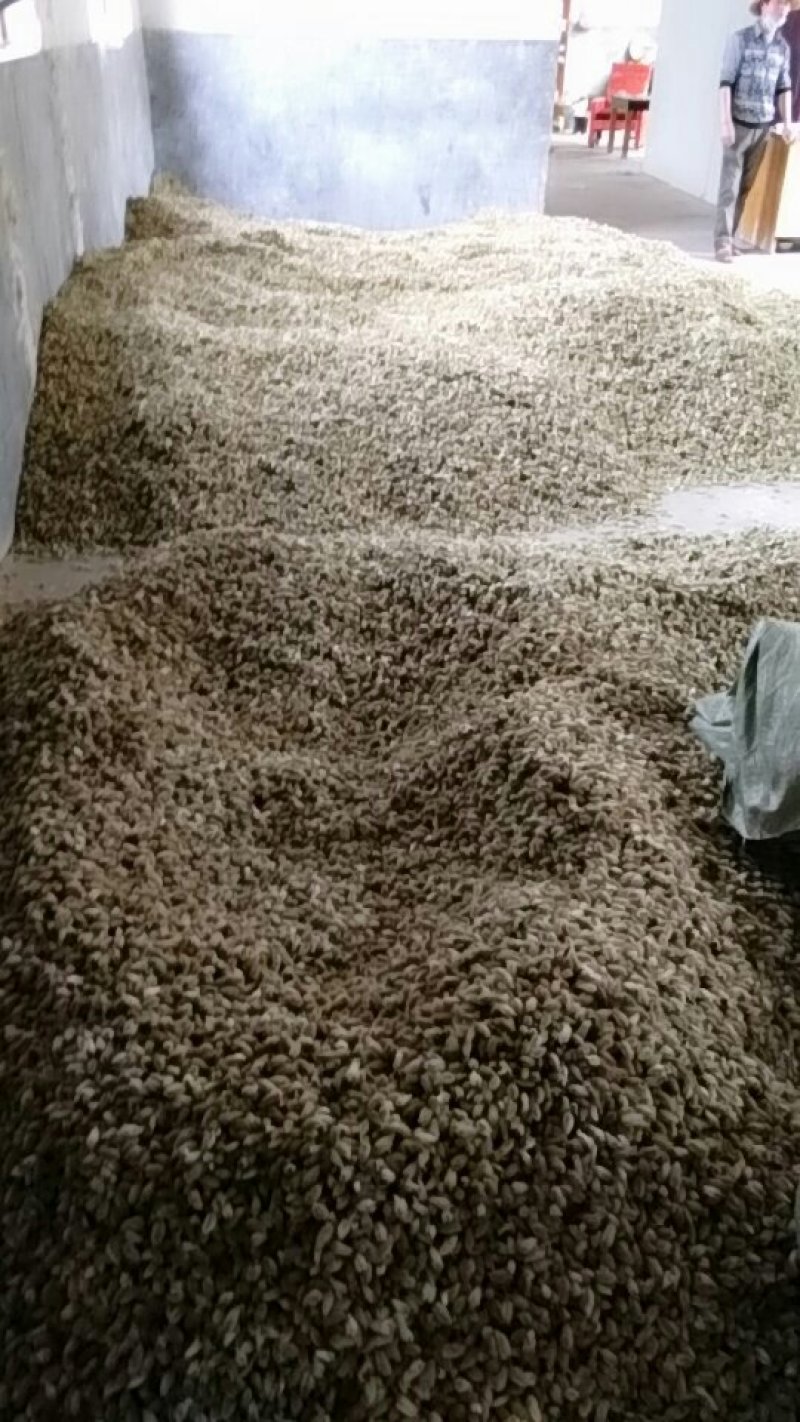 辛夷花批发辛夷之乡价格电议药用调料辛香料
