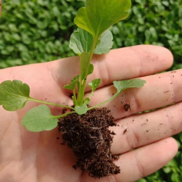 角堇小苗山东青州供应穴盘抗冻草花小苗