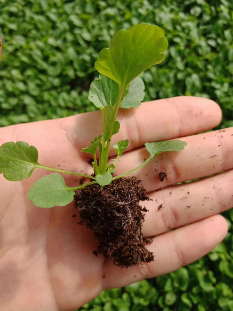 角堇小苗山东青州供应穴盘抗冻草花小苗