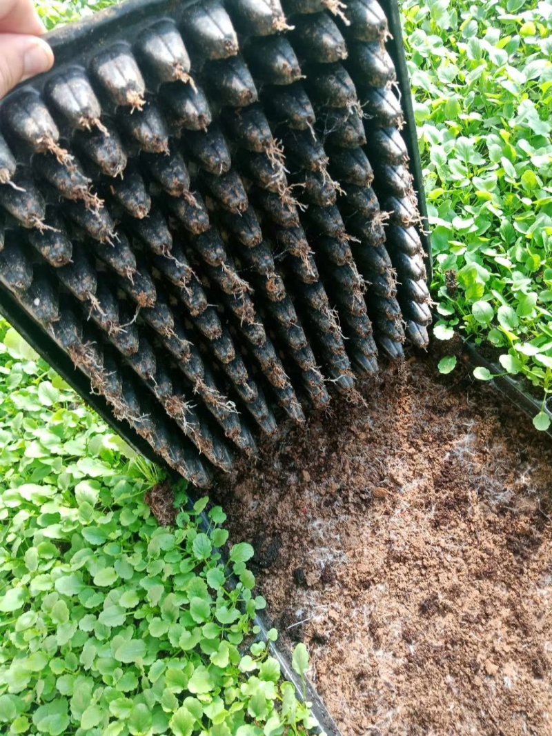 角堇小苗山东青州供应穴盘抗冻草花小苗