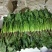 大量香菜，菠菜上市