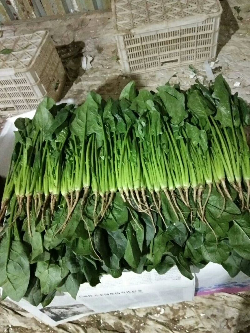 大量香菜，菠菜上市