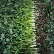 大量香菜，菠菜上市