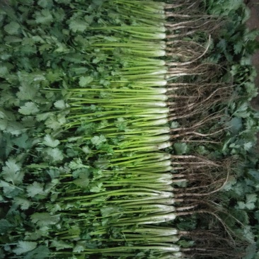 大量香菜，菠菜上市
