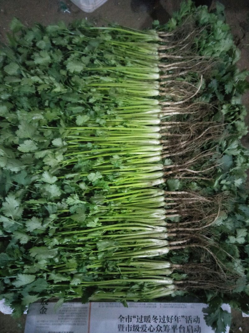 大量香菜，菠菜上市