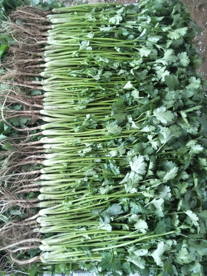 大量香菜，菠菜上市