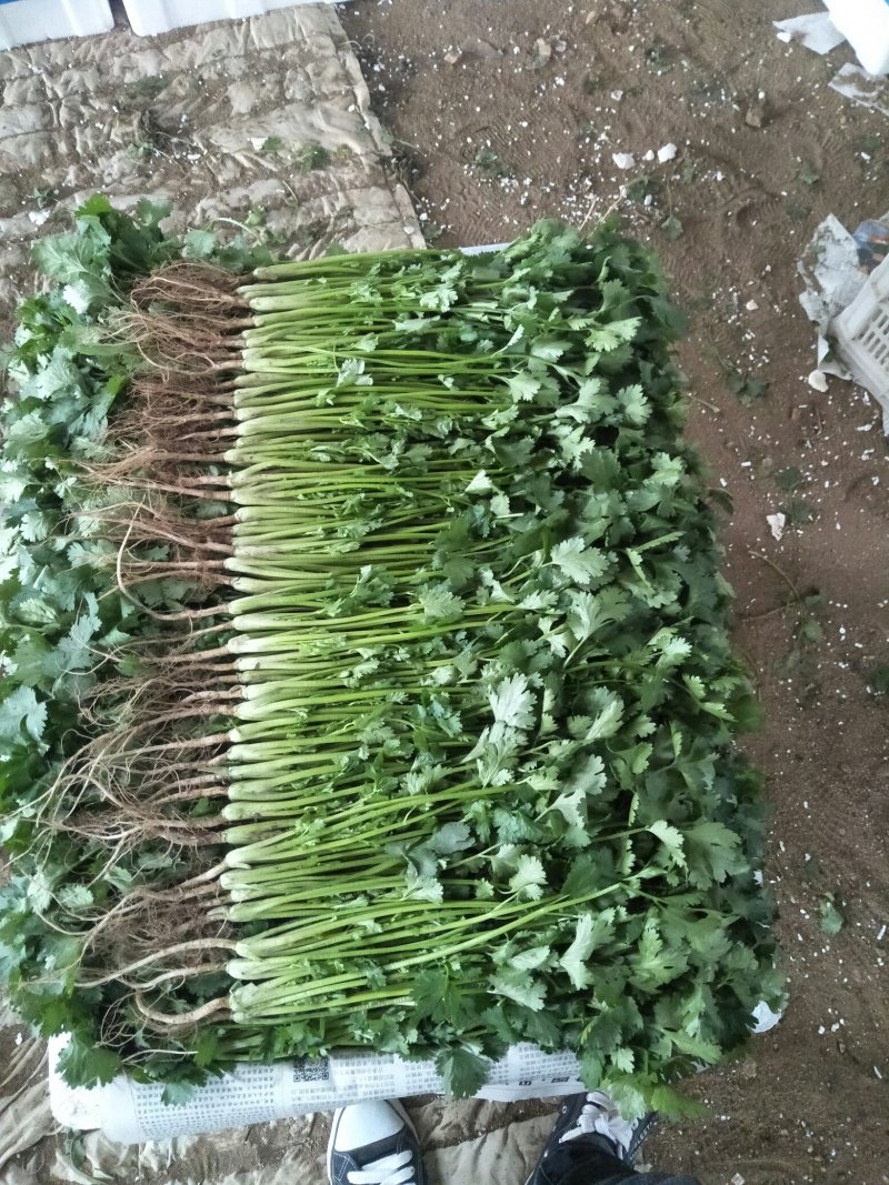 大量香菜，菠菜上市