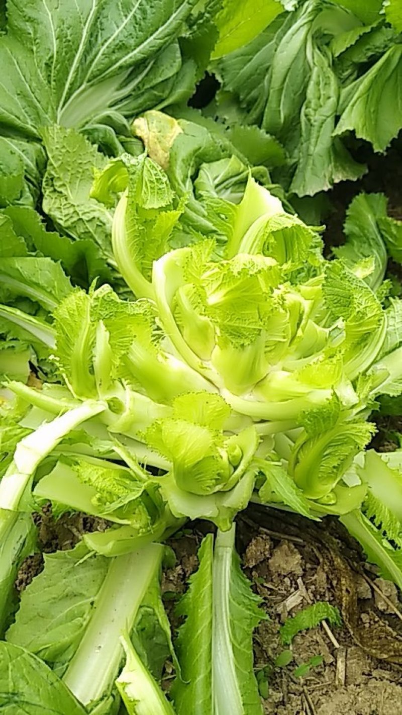 儿菜