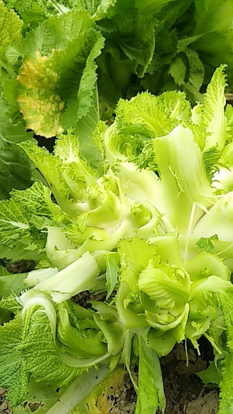 儿菜