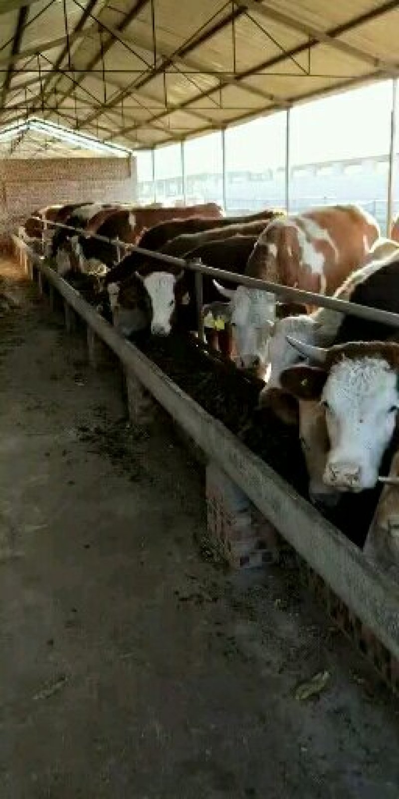 出售各种肉牛苗，价格便宜